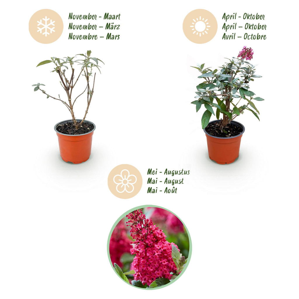 Buddleja davidii 'Butterfly Candy Little Ruby' (vlinderstruik) – rood – 3 planten, Ø12 cm, 20–25 cm hoog