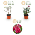 Buddleja davidii 'Butterfly Candy Little Ruby' (vlinderstruik) – rood – 3 planten, Ø12 cm, 20–25 cm hoog