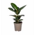 Ficus elastica Robusta (rubberplant) – Ø17 cm, 50–60 cm hoog