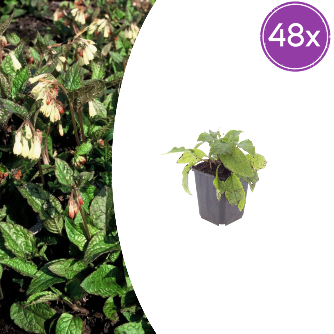 Symphytum grandiflorum (Großer Fingerhut) – 48 Pflanzen, Ø 9 cm, 10–25 cm hoch