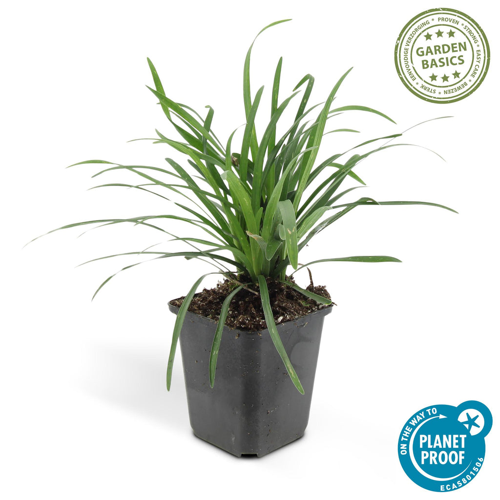 Liriope muscari 'Moneymaker' (lily grass) – 60 plants, Ø9 cm, 10–25 cm high – photo 4