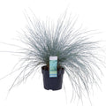 Festuca glauca 'Azura Blue' (blue fescue) – Ø19 cm, 40 cm high – art. 6627