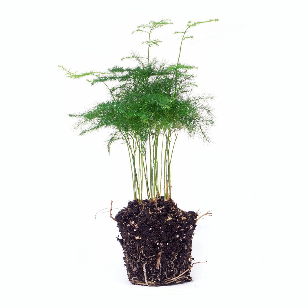 Asparagus Setaceuse Plumosus (bregnefløj) – Ø6 cm