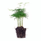 Asparagus Setaceuse Plumosus (bregnefløj) – Ø6 cm