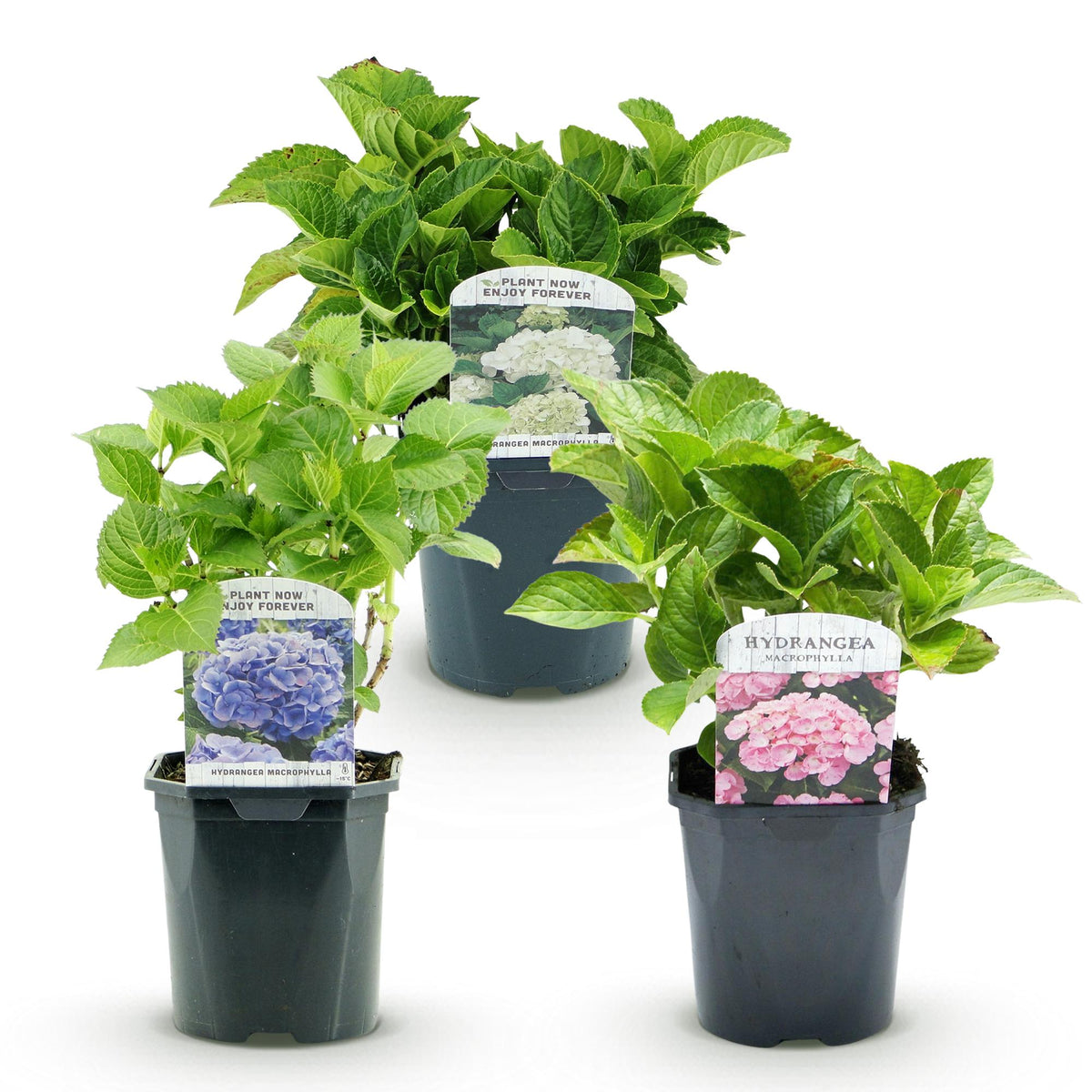 Hydrangea macrophylla 'Tricolour' (hortensia) – roze-wit-blauw – 3 planten, Ø17 cm, 30 cm hoog