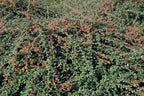Cotoneaster suec. 'Coral Beauty' (dwarf cotoneaster) – 60 plants, Ø9 cm, 10–25 cm high