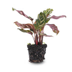 Calathea makoyana – Ø6 cm