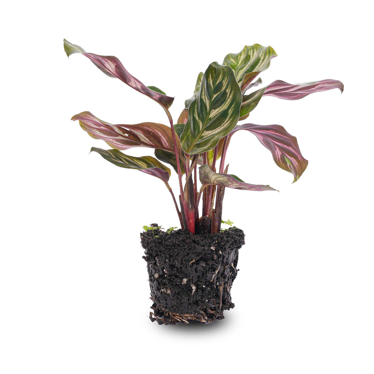 Calathea makoyana – Ø6 cm