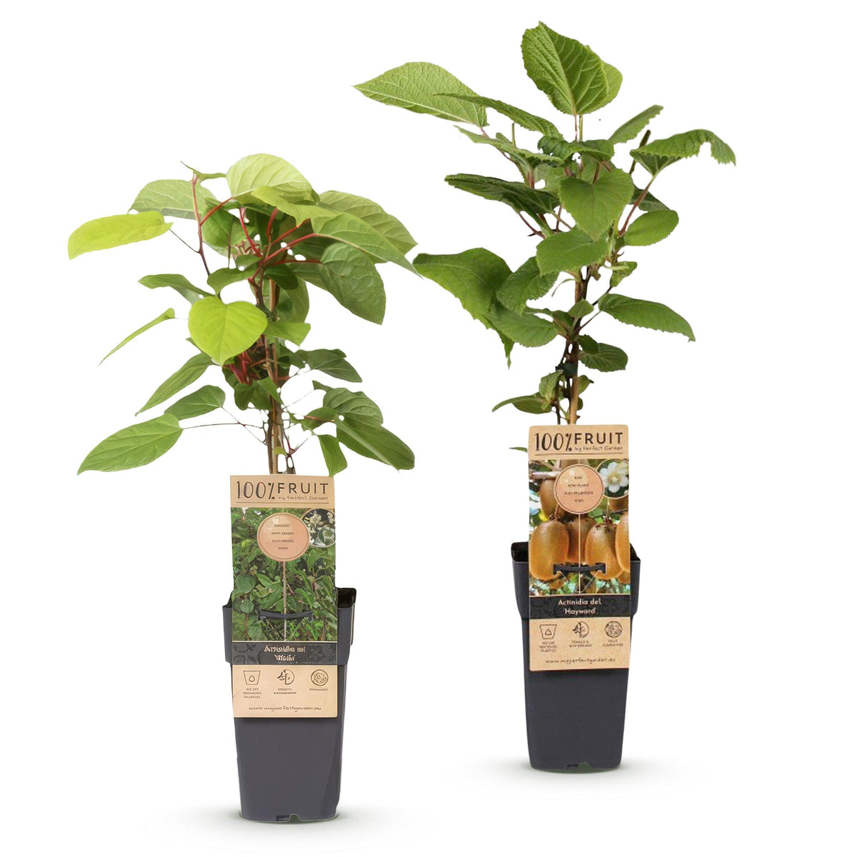 Actinidia 'Weiki &amp; Hayward' (kiwi plant) – Ø15 cm, 50 cm high – art. 59116 – photo 2