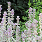 Stachys byzantina 'Silver Carpet' (Eselsohr) – 6 Pflanzen, Ø 9 cm, 10–25 cm hoch