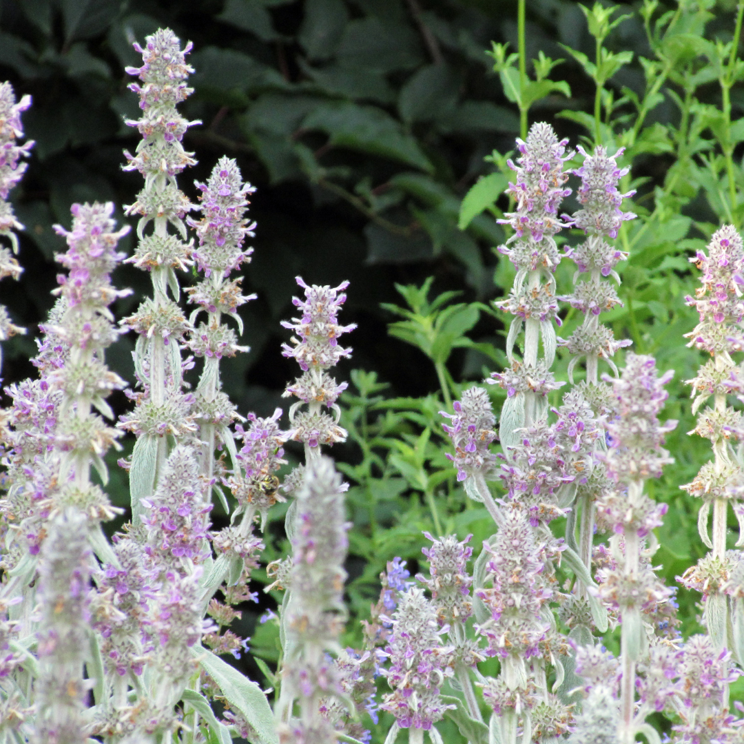 Stachys byzantina 'Silver Carpet' (Eselsohr) – 6 Pflanzen, Ø 9 cm, 10–25 cm hoch – Bild 7