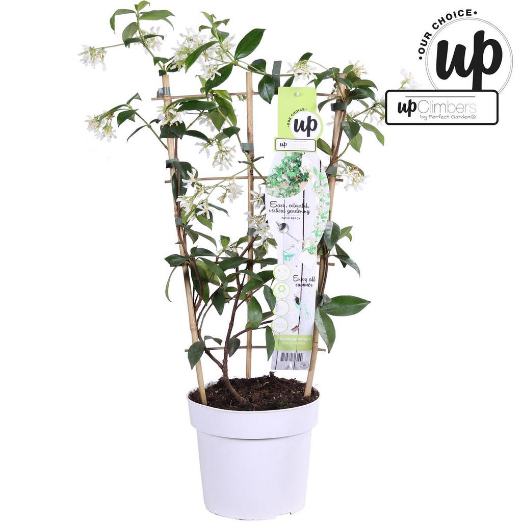 Trachelospermum 'Star Of Venice' (Tuscan jasmine) – Ø15 cm, 65 cm high – photo 11