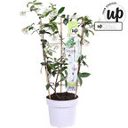 Trachelospermum 'Star Of Venice' (Tuscan jasmine) – Ø15 cm, 65 cm high