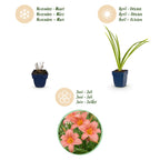 Hemerocallis 'Pink Damask' (daglilje) – rosa – 6 planter, Ø11 cm, 15–25 cm høj