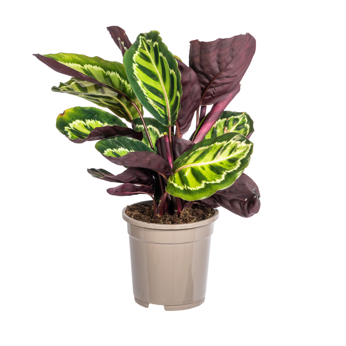 Calathea Roseopicta – Ø17 cm, 40–50 cm de haut