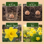 Narcis 'Carlton' – 30 bloembollen (bolmaat 12/14)