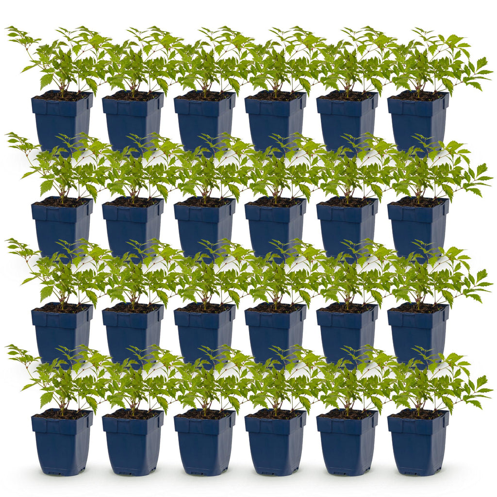 Astilbe 'Deutschland' (fjergræs) – hvid – 24 planter, Ø11 cm, 15–25 cm høj
