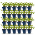 Astilbe 'Deutschland' (fjergræs) – hvid – 24 planter, Ø11 cm, 15–25 cm høj