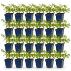 Astilbe 'Deutschland' (fjergræs) – hvid – 24 planter, Ø11 cm, 15–25 cm høj
