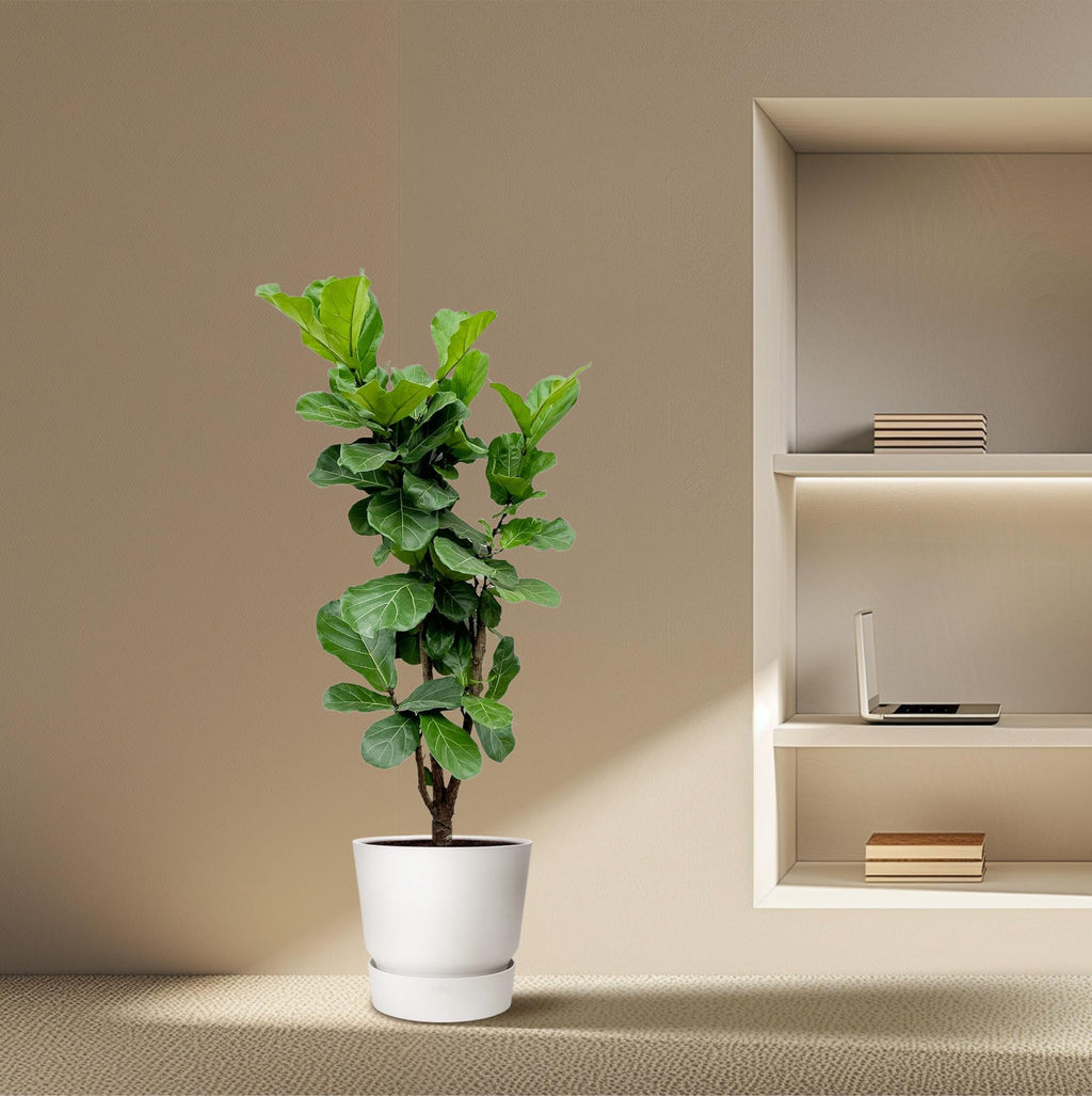 Ficus lyrata ramifié (ficus lyre) – Ø27 cm, 120 cm de haut