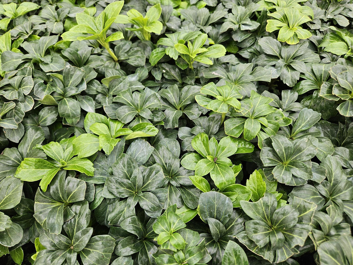 Pachysandra term. 'Green Sheen' (shade plant) – 12 plants, Ø9 cm, 10–25 cm high – photo 5