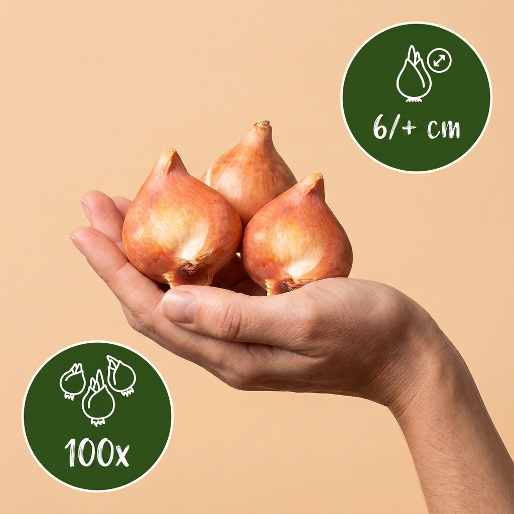 Tulp 'Klein Schoonheid' – 100 bloembollen (bolmaat 6/+)
