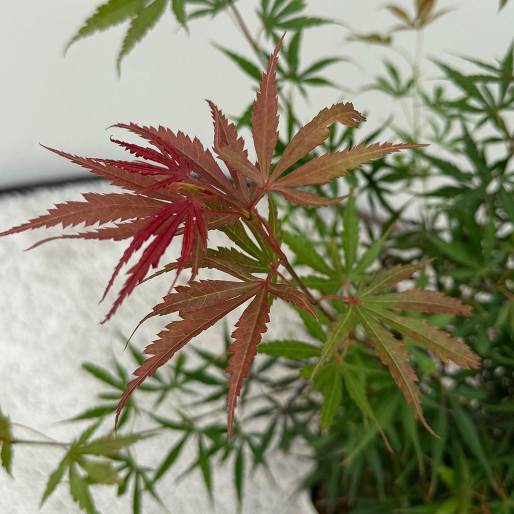 Acer palmatum 'Jerre Swarts' (donker rood) – donkerrood – 2 planten, Ø19 cm, 70 cm hoog – foto 6