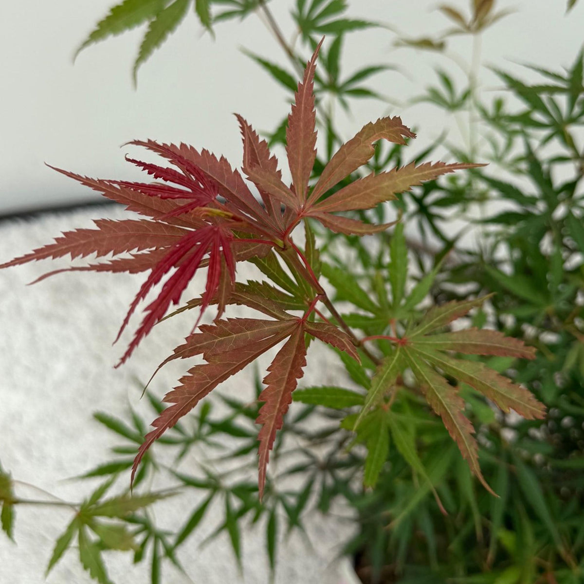 Acer palmatum 'Jerre Swarts' (donker rood) – donkerrood – 2 planten, Ø19 cm, 70 cm hoog – foto 6
