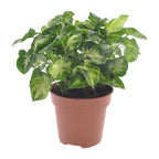 Syngonium Pixie – Ø 12 cm, 20 cm hoch