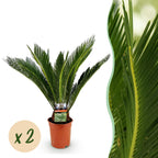 Cycas revoluta (palmebregne) – Ø17 cm, 55–65 cm høj – art. 54719