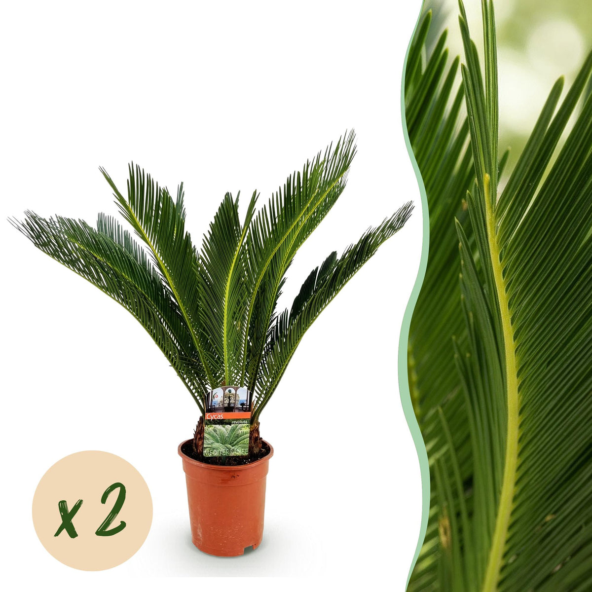 Cycas revoluta (palmebregne) – Ø17 cm, 55–65 cm høj – art. 54719