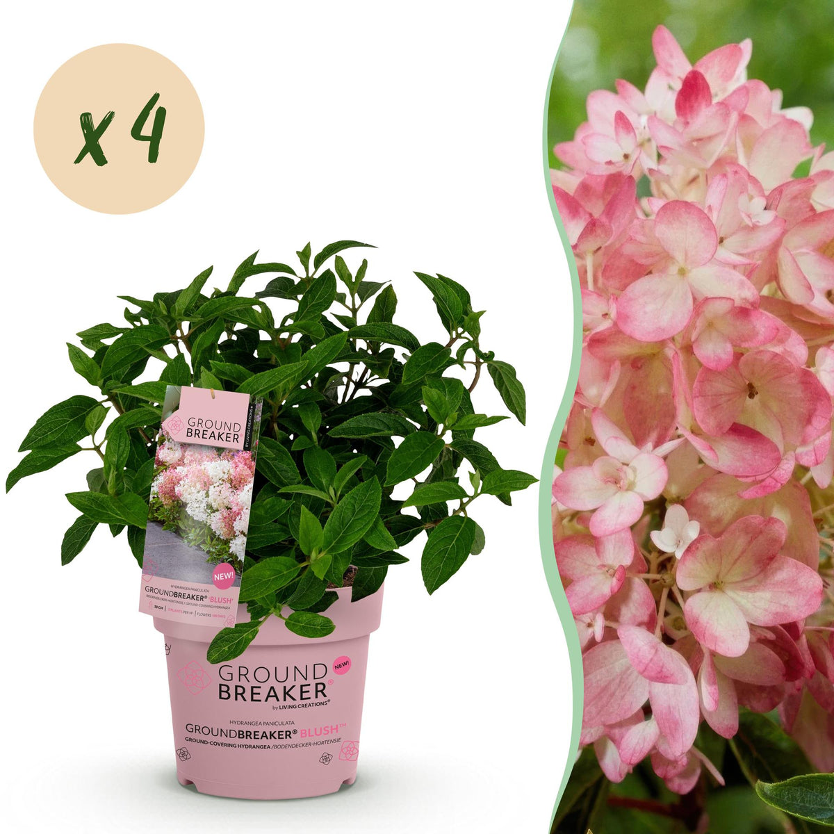 Hydrangea panniculata 'Groundbreaker Blush' (pluimhortensia) – roze – 4 planten, Ø14 cm, 20–25 cm hoog