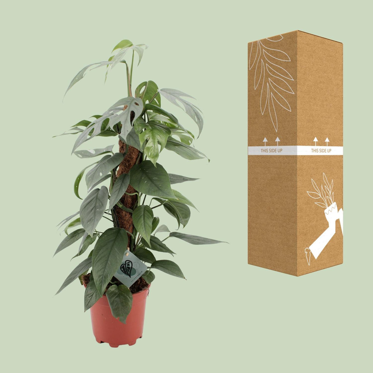 Epipremnum Pinnatum Cebu Blue (scindapsus) – Ø17 cm, 60 cm høj