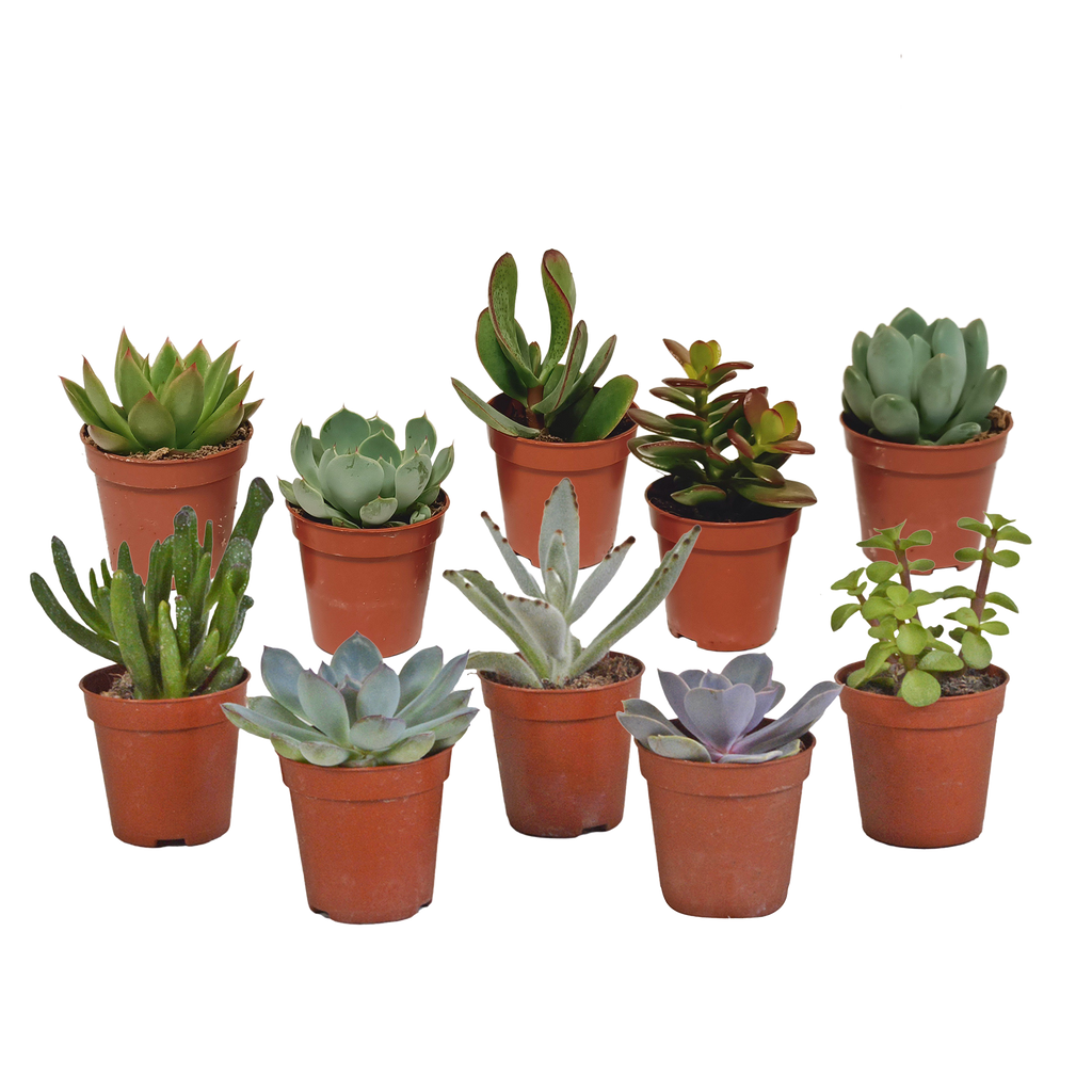 Plantes grasses sans pot décoratif – Ø 6 cm, 13 cm de haut
