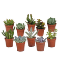 Plantes grasses sans pot décoratif – Ø 6 cm, 13 cm de haut