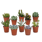 Plantes grasses sans pot décoratif – Ø 6 cm, 13 cm de haut