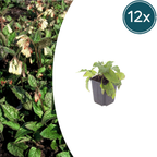 Symphytum grandiflorum (grande consoude) – 12 plantes, Ø9 cm, 10–25 cm de haut