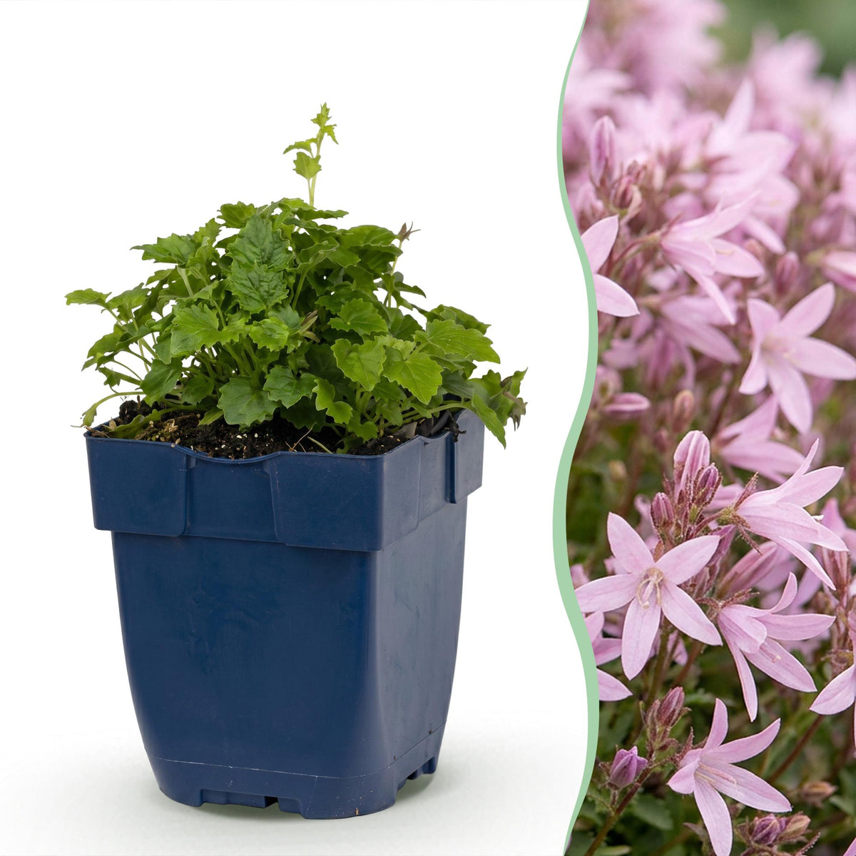 Campanula poscharskyana 'Lisduggan Variety' (peach blossom bellflower) – white – 3 plants, Ø11 cm, 15–25 cm tall – photo 2