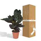 Calathea Ornata – Ø19 cm, 75 cm høj