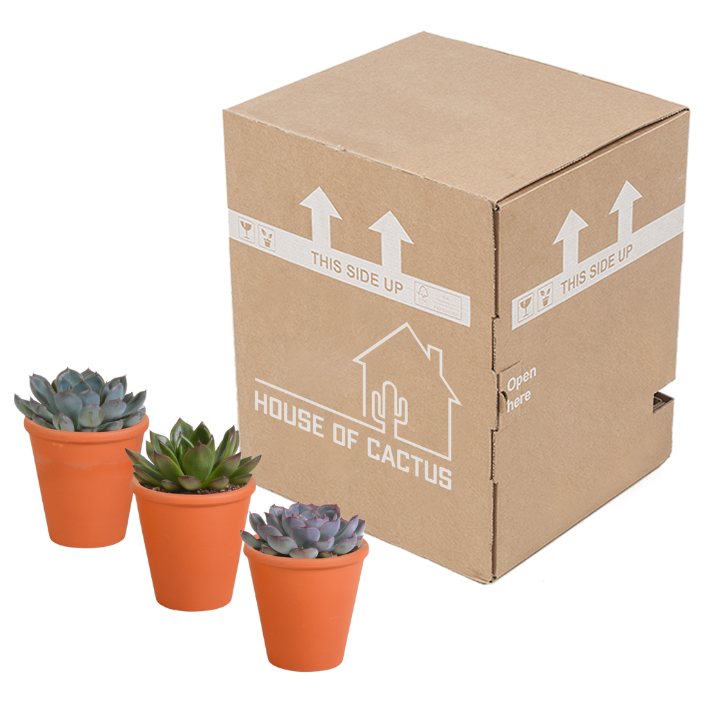 Echeveria-Mix im Terrakottatopf – Ø 9 cm, 15 cm hoch