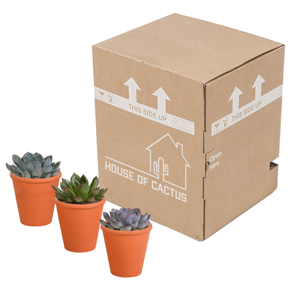 Echeveria mix in terracotta pot – Ø9 cm, 15 cm hoog