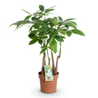 Pachira aquatica multi stam (geldboom) – Ø17 cm, 50–55 cm hoog