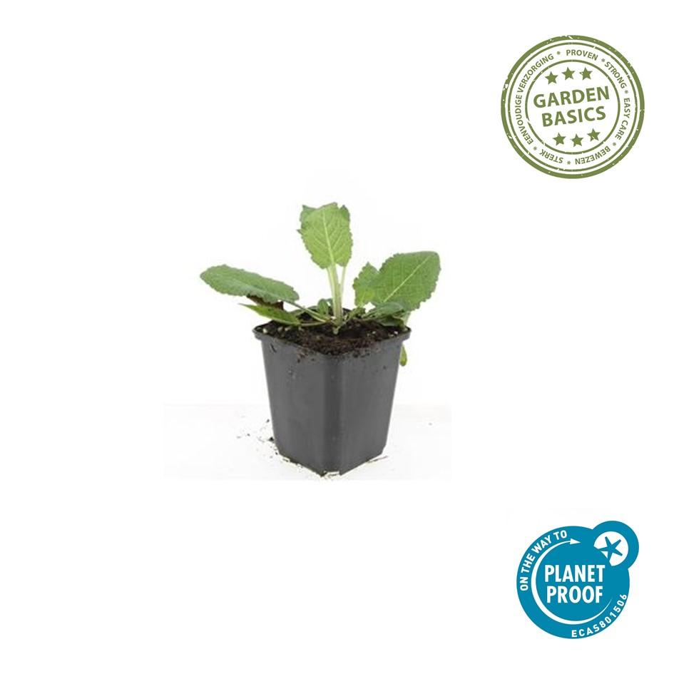 Salvia nemorosa 'Mainacht' (sage) – 6 plants, Ø9 cm, 10–25 cm high – photo 3