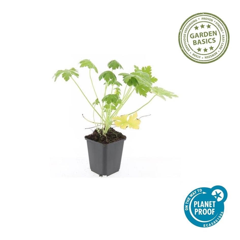 Géranium macrorrhizum 'Spessart' (géranium vivace) – 6 plantes, Ø9 cm, 10–25 cm de haut – photo 6