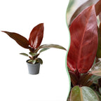 Philodendron Zonrood – Ø6 cm, 10 cm de haut