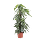 Epipremnum Pinnatum Cebu Blue (scindapsus) – Ø17 cm, 65 cm hoog
