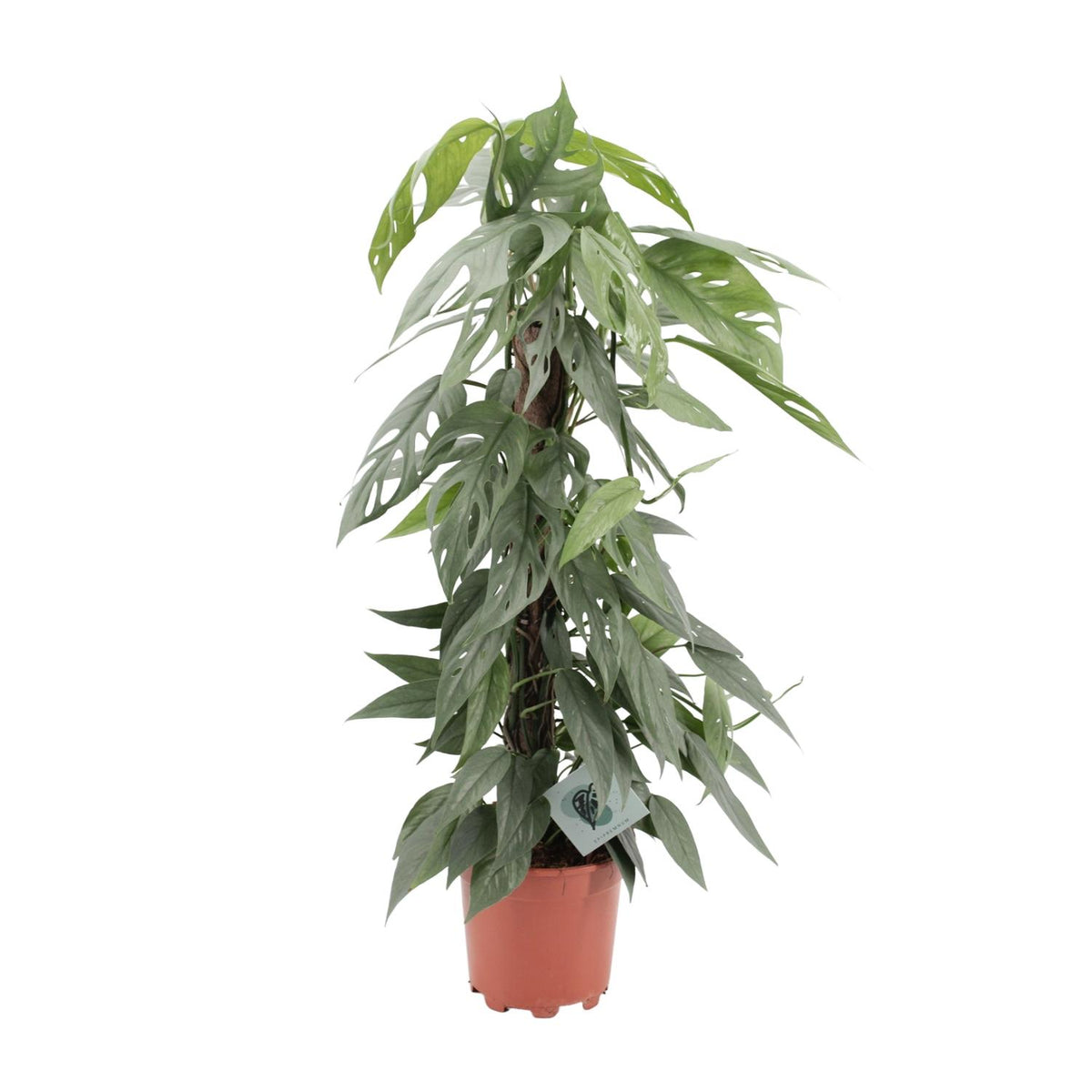 Epipremnum Pinnatum Cebu Blue (scindapsus) – Ø17 cm, 65 cm høj