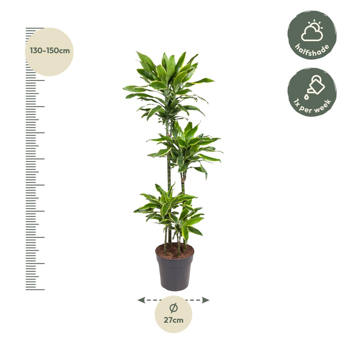 Dracaena Golden Coast (Drachenbaum) – Ø 27 cm, 140 cm hoch