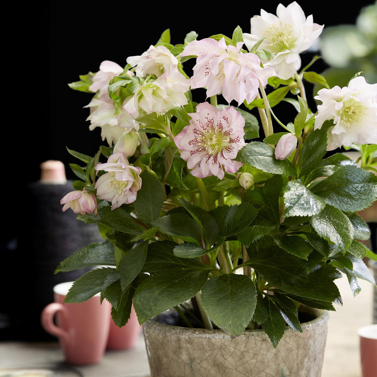 Helleborus orientalis 'Double Ellen Pink' (Christrose) – Ø 14 cm, 35 cm hoch