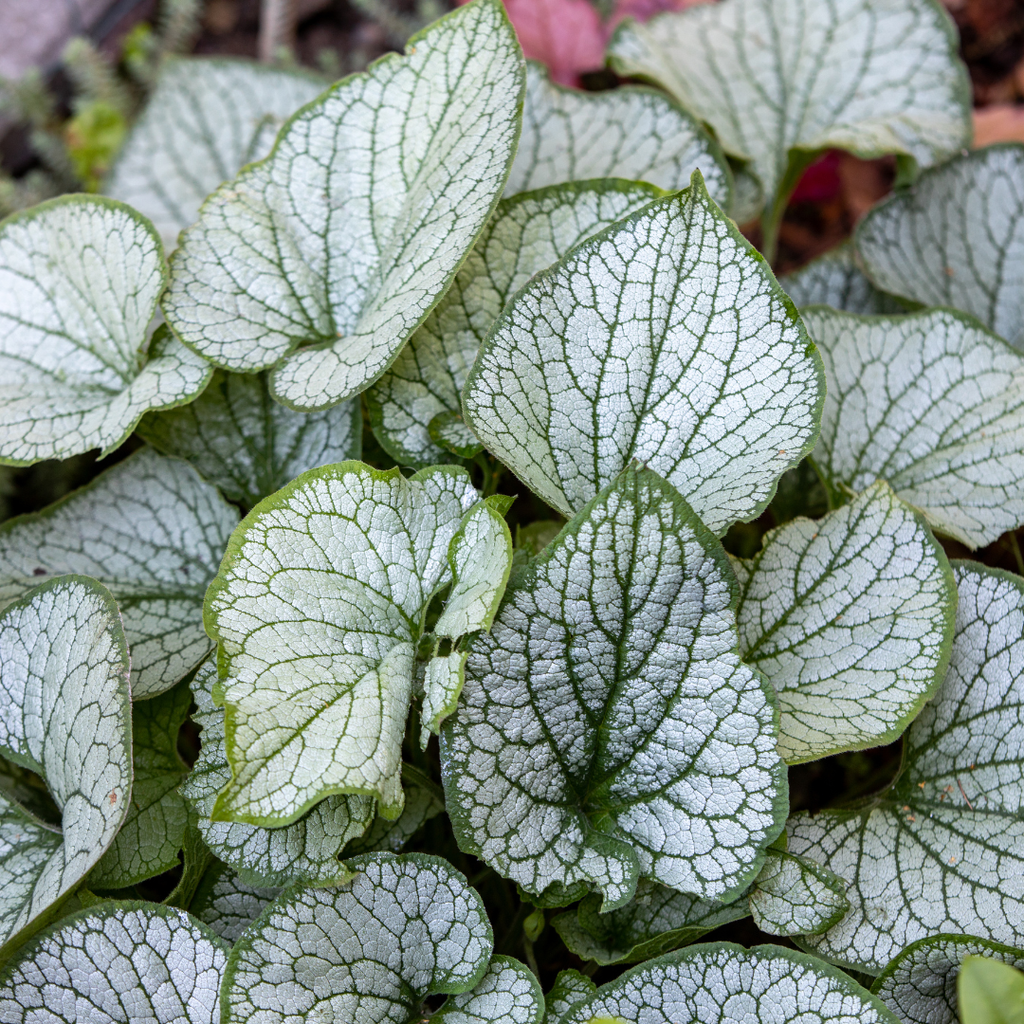 Brunnera macrorrhizum 'Jack Frost' (Kaukasische Schlüsselblume) – 48 Pflanzen, Ø9 cm, 10–25 cm hoch – Bild 4